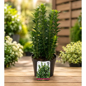 Bršlen japonský (Euonymus japonicus)  ‘MICROPHYLLUS PULCHELLUS’ - výška 20-30 cm, kont.C2L